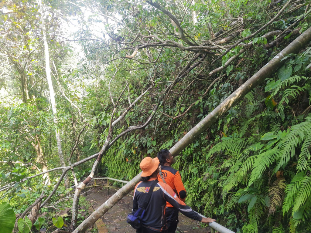 03. Pohon Tumbang di Desa Sangeh, Kecamatan Abiansemal Tanggal 05 November 2023